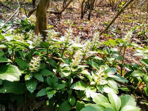 Runianka japońska (pachysandra terminalis) zimozielona roślina okrywowa do cienistych miejsc